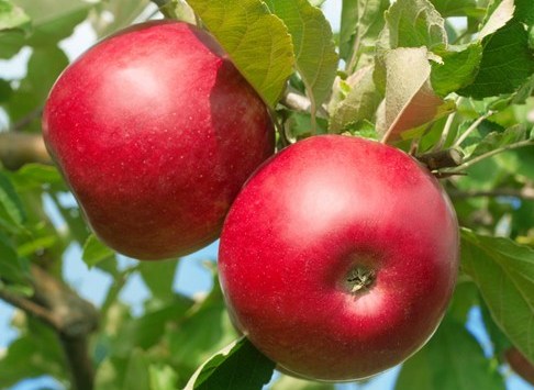 Сорт яблок Строевское в Кромские сады Орловской области